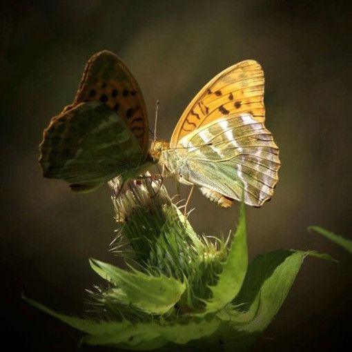 Schmetterling