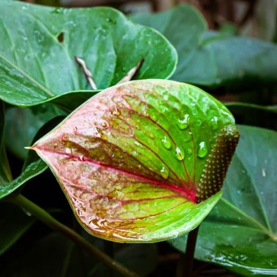 Musik & Worte "Tränen - Die Sprache der Seele"