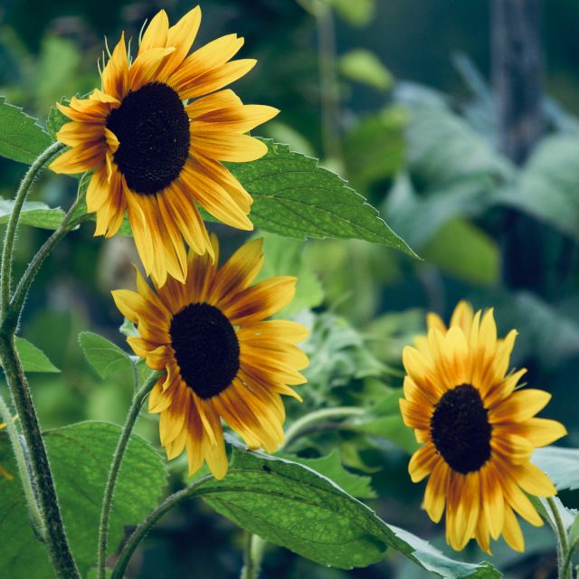 Sonnenblumen